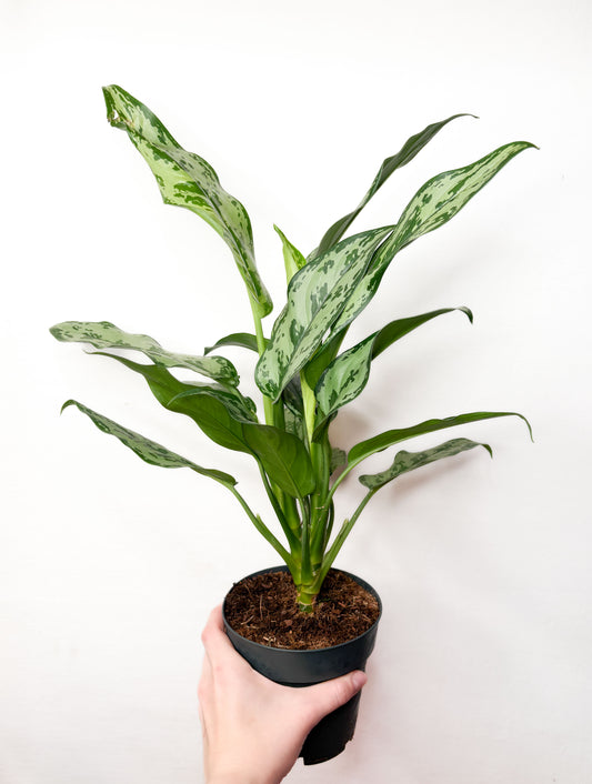 Aglaonema Laurel Green