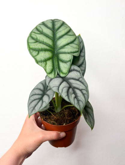 Alocasia  baginda ‘Silver Dragon’