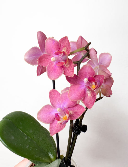 Phalaenopsis ‘Perfume Factory’ ‘Middenrose’