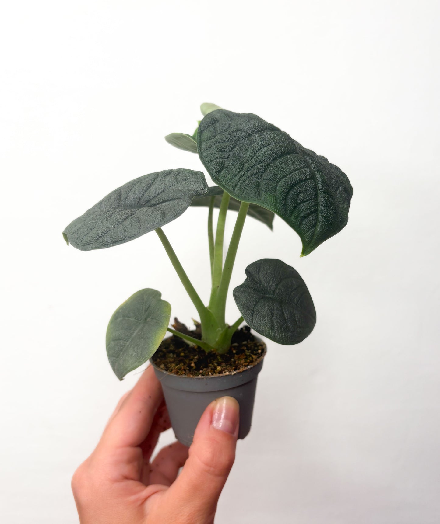 Alocasia Melo