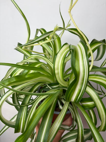 Chlorophytum Comosum Bonnie