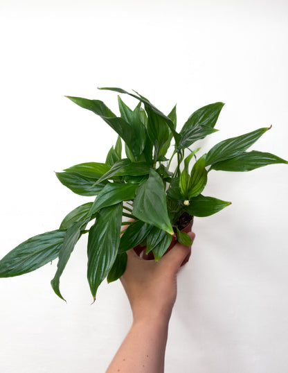 Spathiphyllum ‘Chopin’