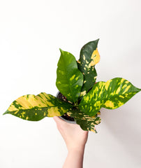 Codiaeum variegatum ‘Magnificent’