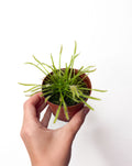 Drosera capernsis