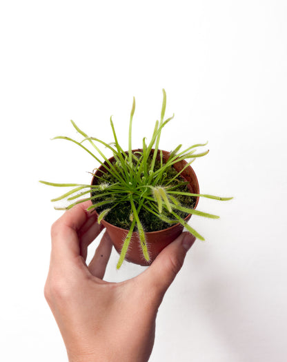 Drosera capernsis