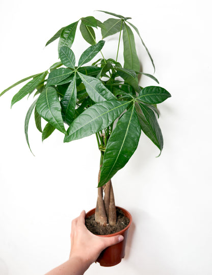 Pachira aquatica