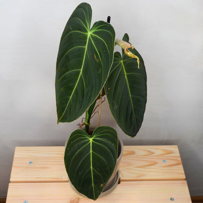 Philodendron Melanochrysum