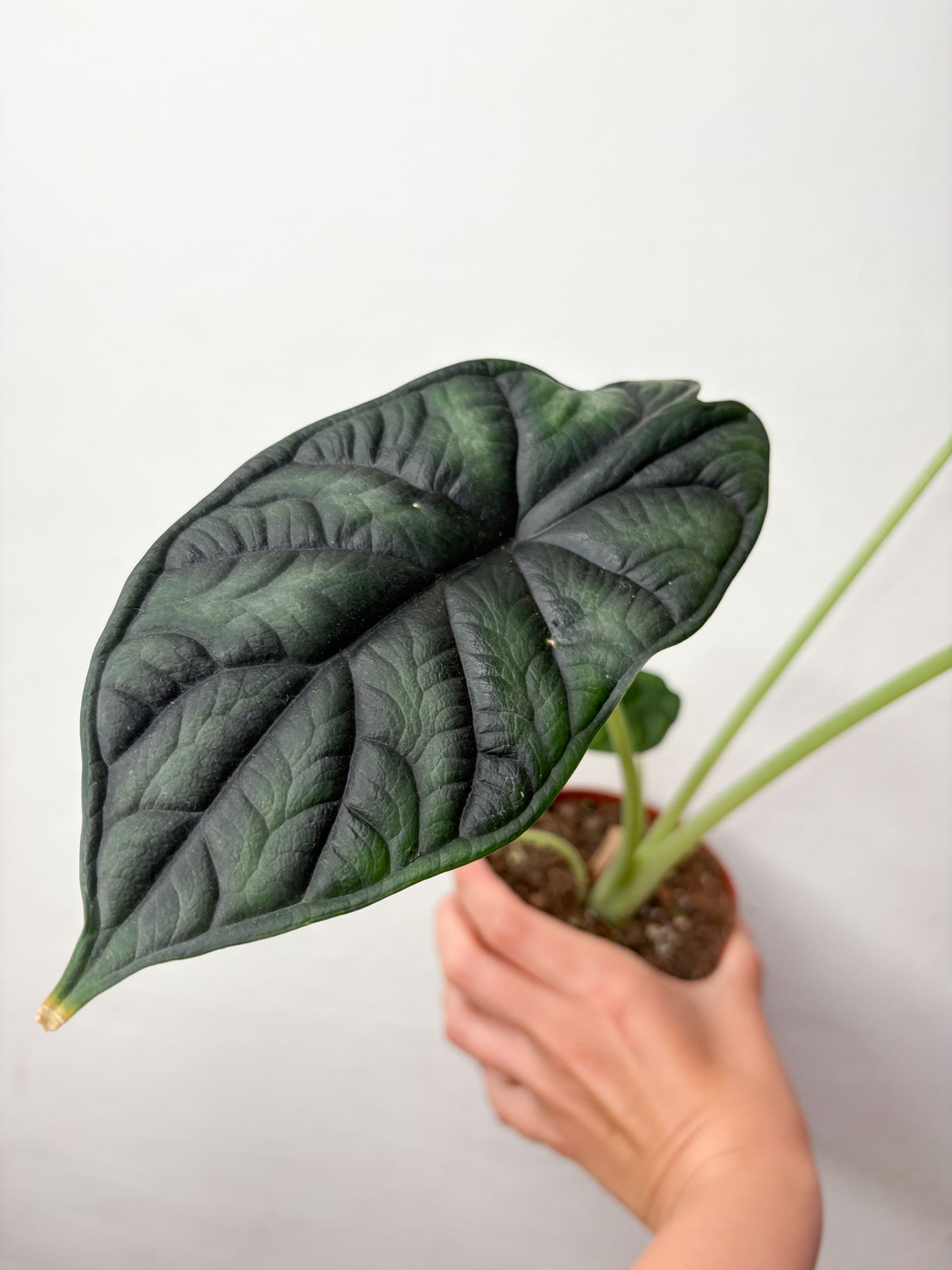 Alocasia baginda 'Dragon Scale'