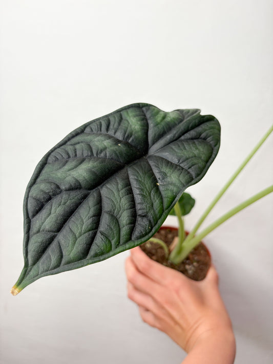 Alocasia baginda 'Dragon Scale'