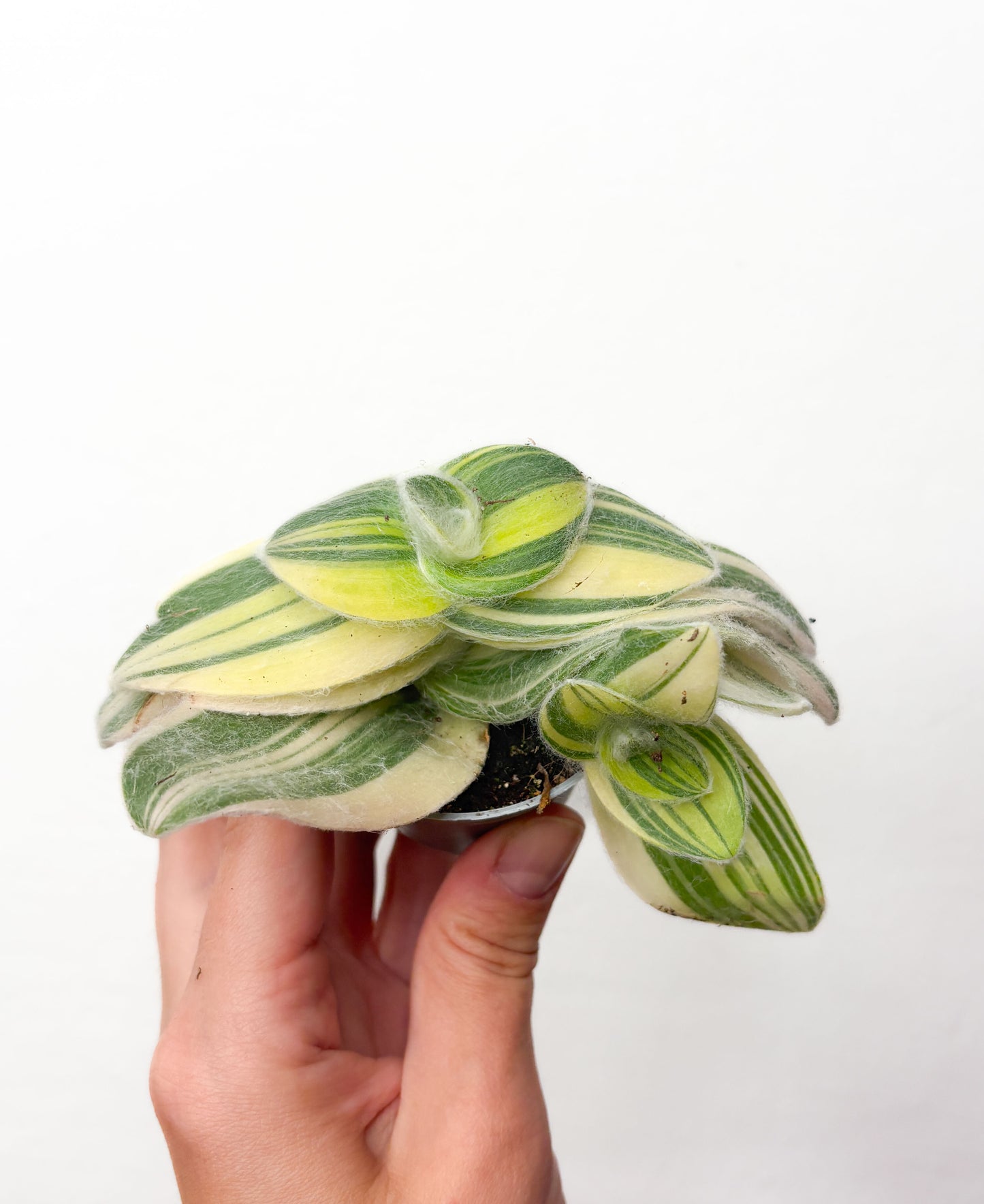Tradescantia sillamontana Variegata