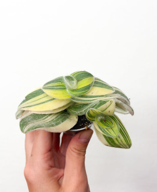 Tradescantia sillamontana Variegata