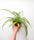 Chlorophytum 'Variegatum'
