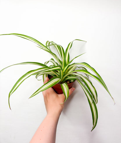 Chlorophytum 'Variegatum'