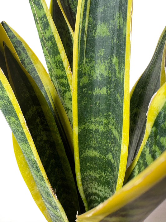 Sansivieria Futura Superba