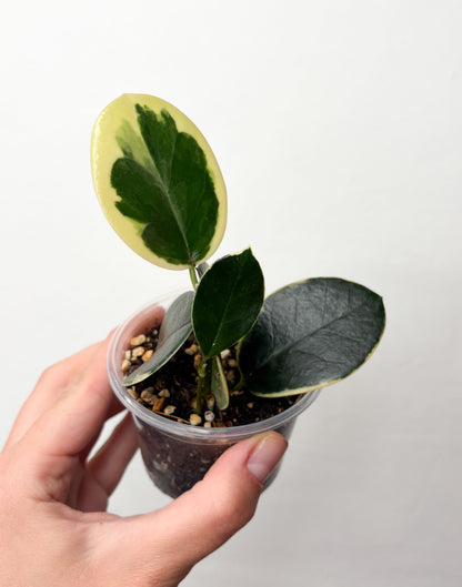 Hoya Australis Blondie