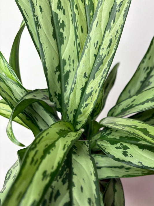 Aglaonema Cutlass