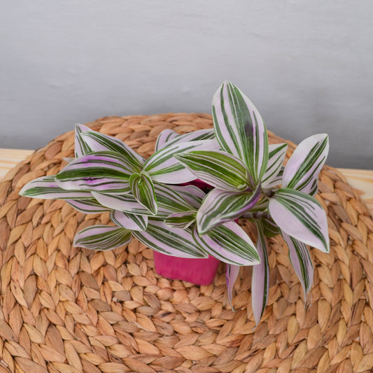 Tradescantia nanouk [baby plant]