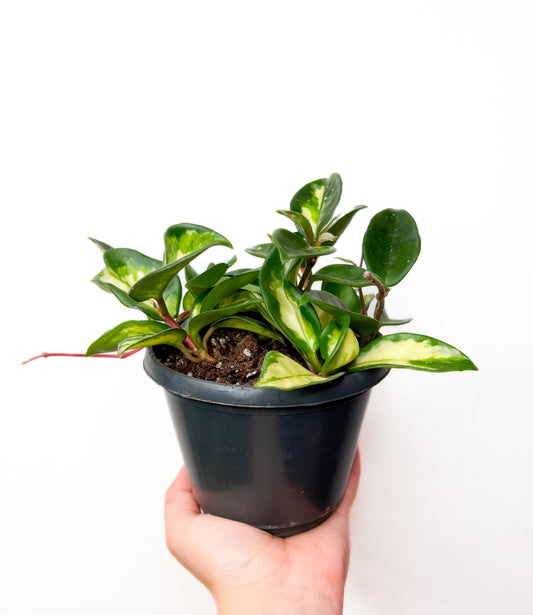Hoya Carnosa Tricolor