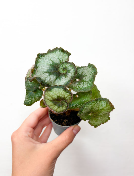 Begonia rex ‘Escargot’