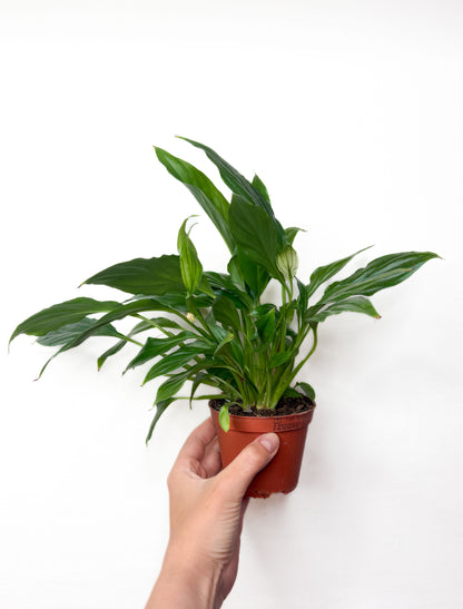 Spathiphyllum ‘Chopin’