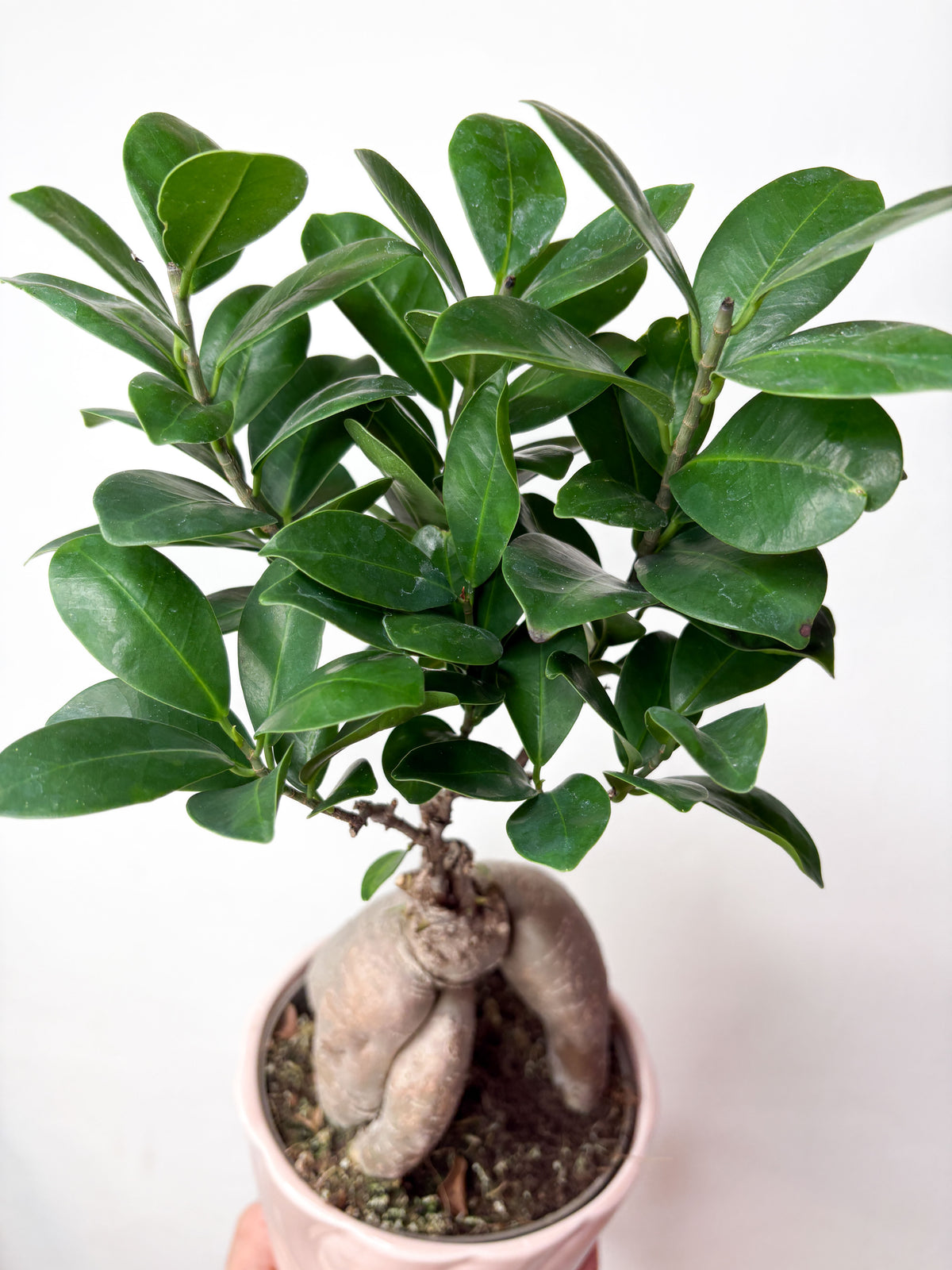 Ficus Microcarpa (ar podu)