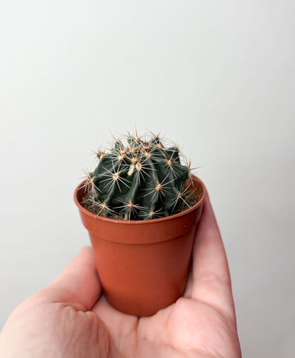 Kaktuss Ferocactus Latispinus