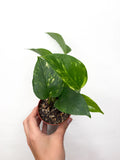 Golden Pothos (mazs)