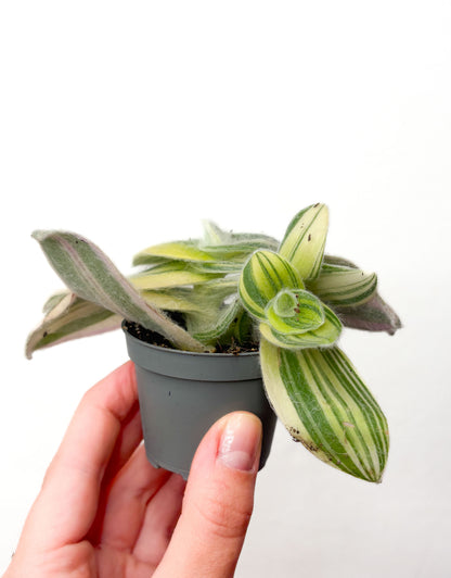 Tradescantia sillamontana Variegata