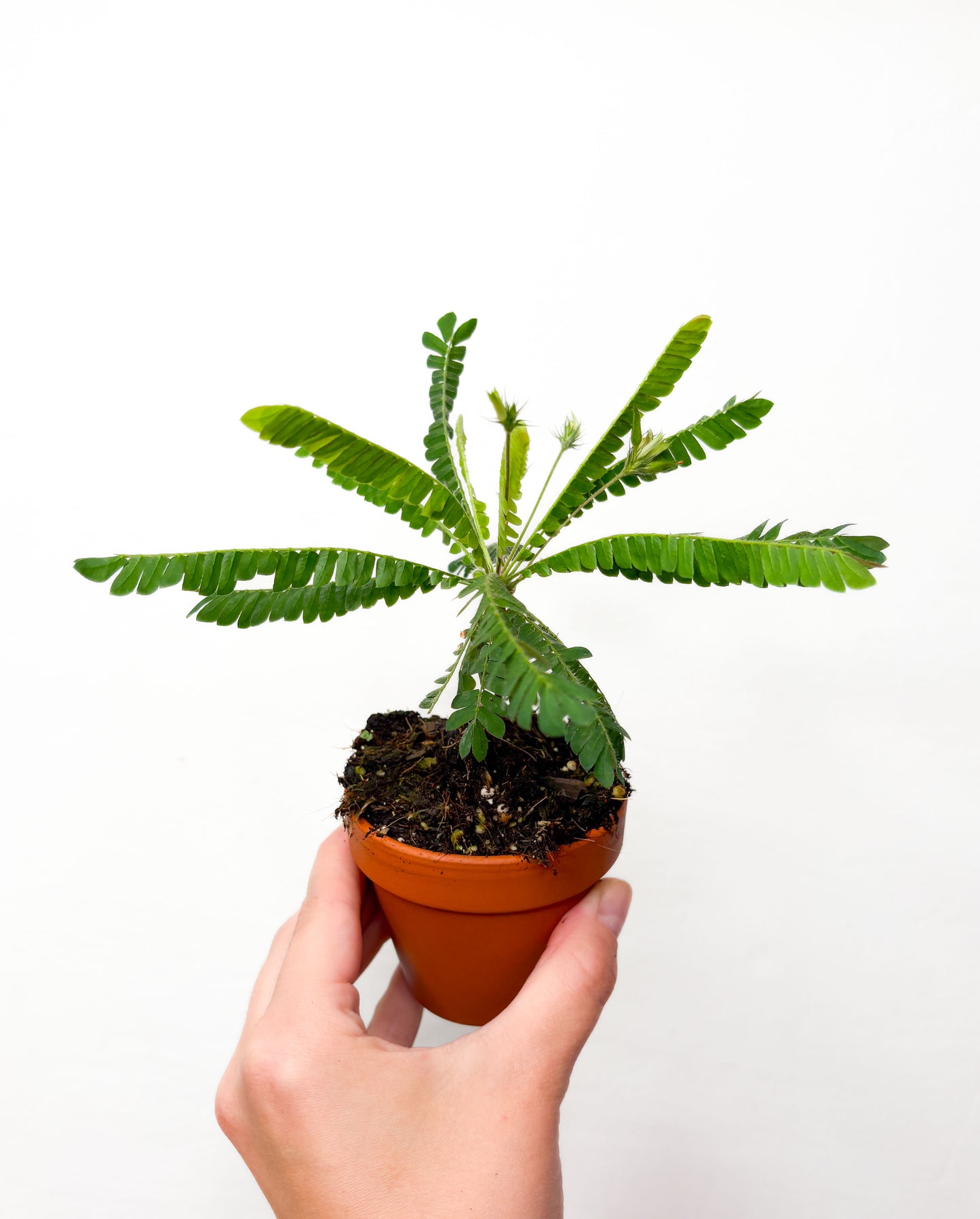 Biophytum sensitivum (aizver lapas no pieskāriena)