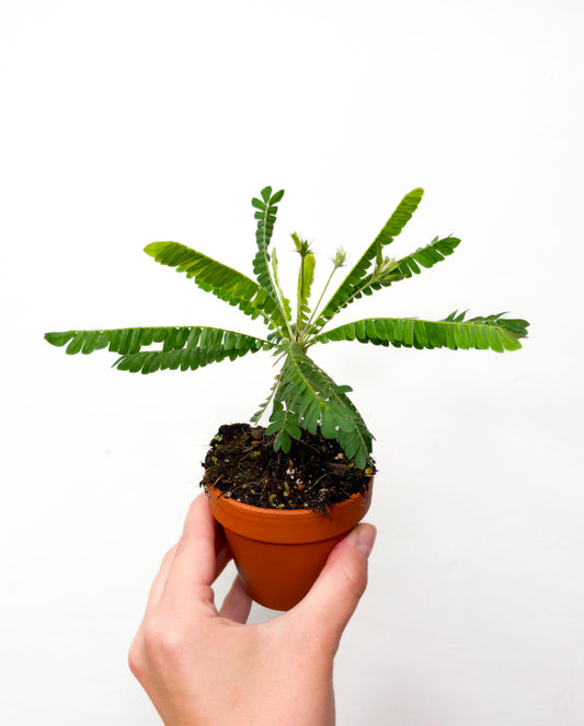 Biophytum sensitivum (aizver lapas no pieskāriena)