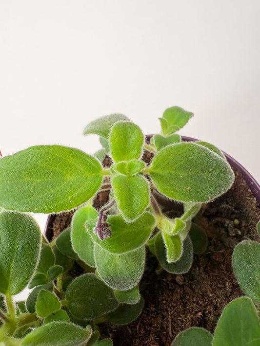 Streptocarpus
