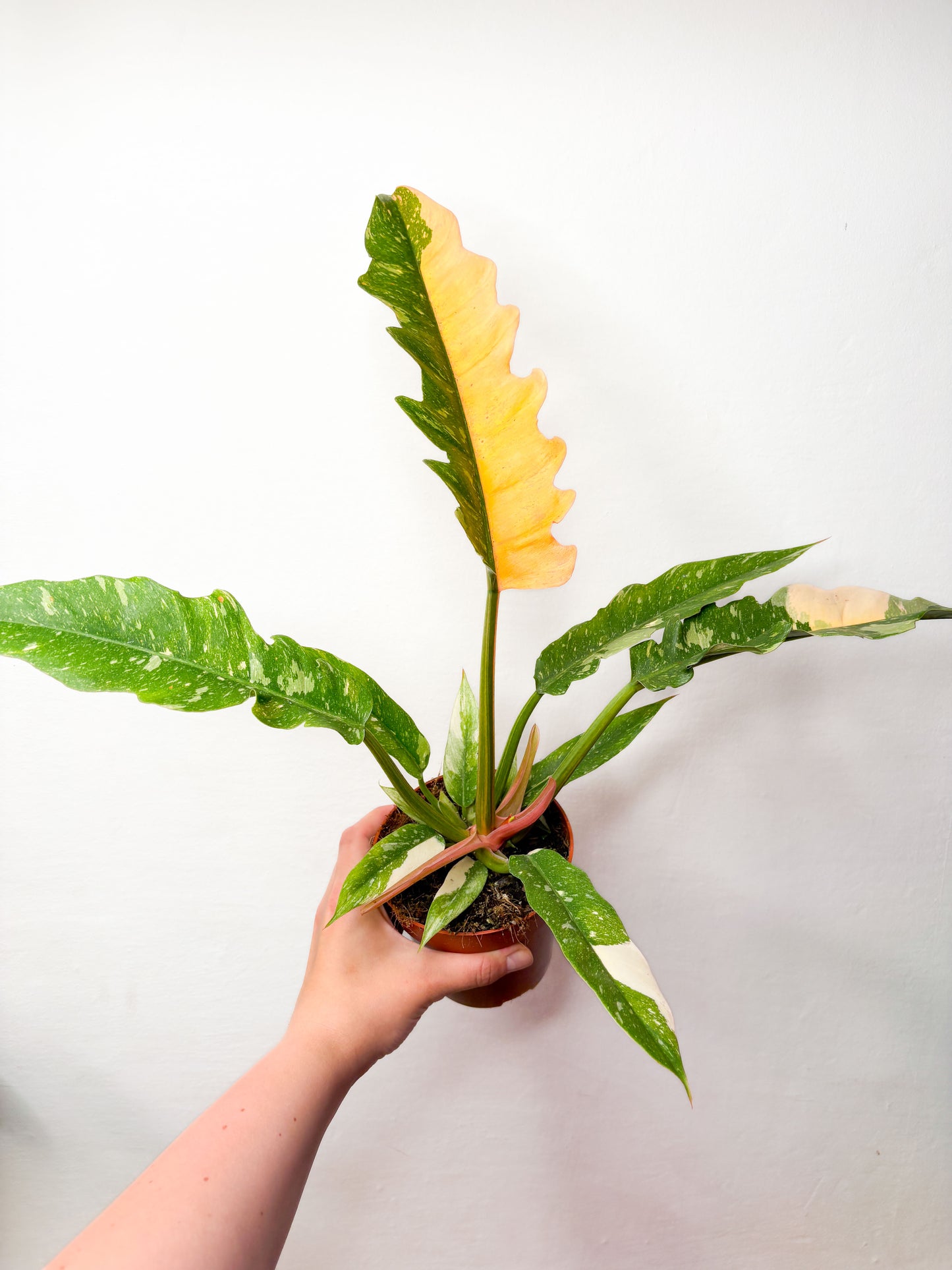 Philodendron ‘Ring of Fire’