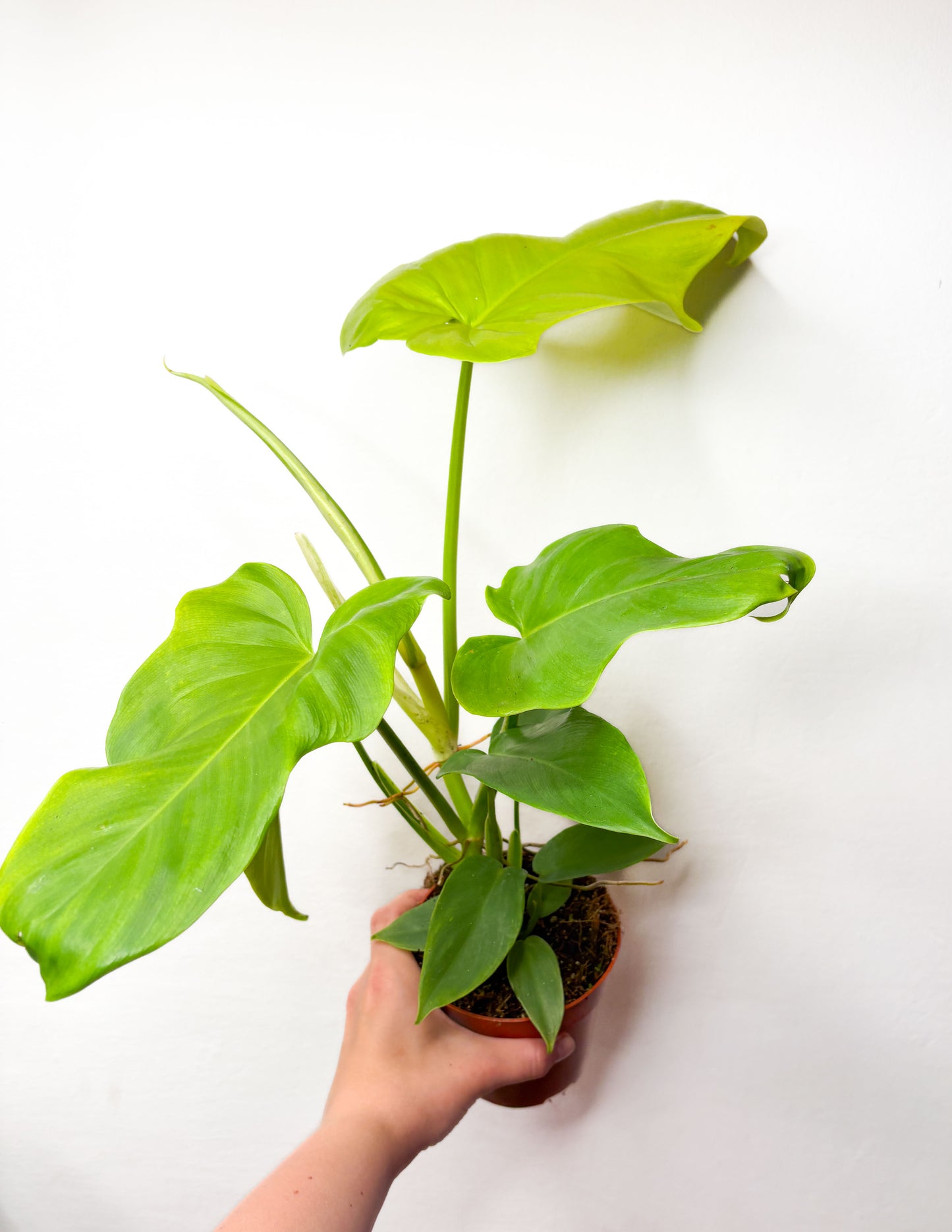 Philodendron ‘Golden Violin’