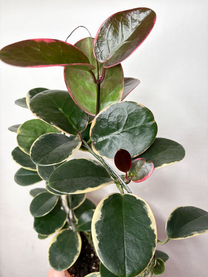 Hoya Australis Blondie