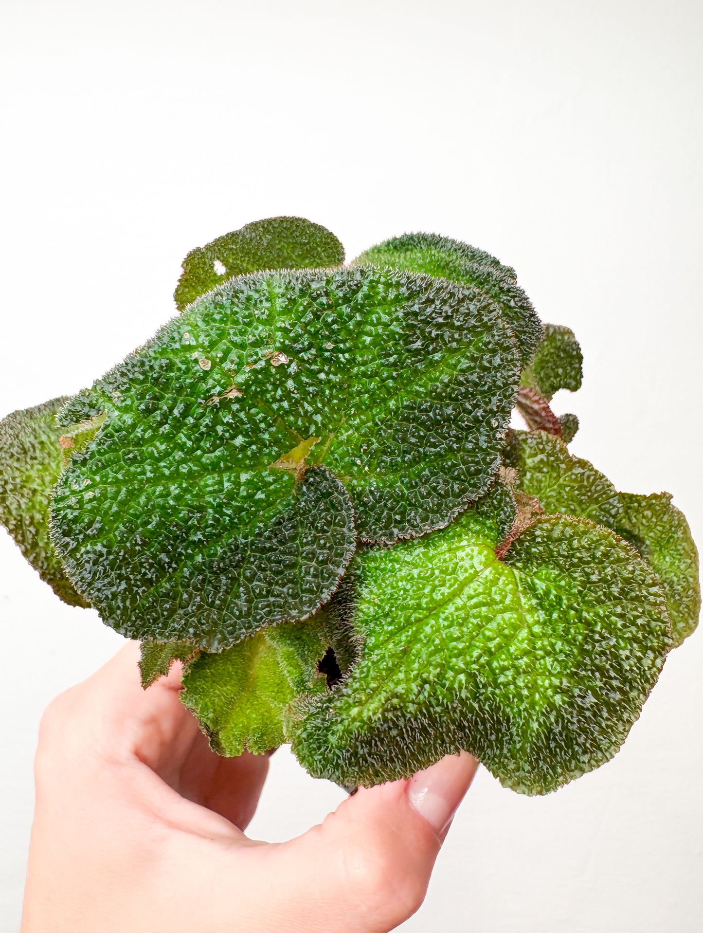 Begonia soli-mutata