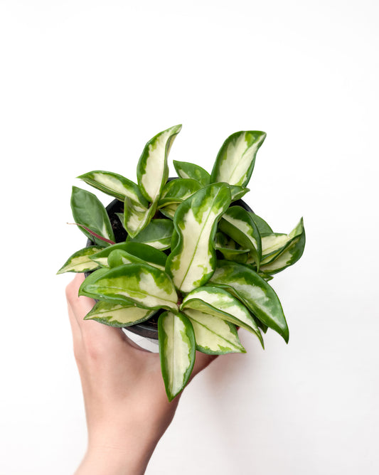 Hoya Carnosa Tricolor