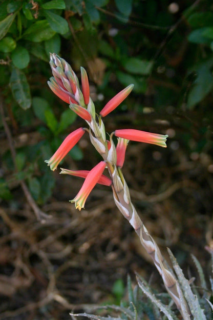 Aloe Humilis