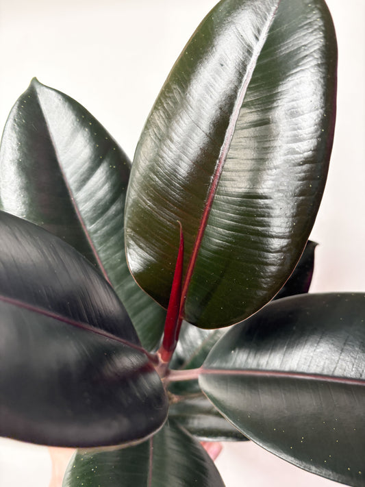 Ficus elastica ‘Abidjan’