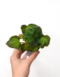 Begonia soli-mutata