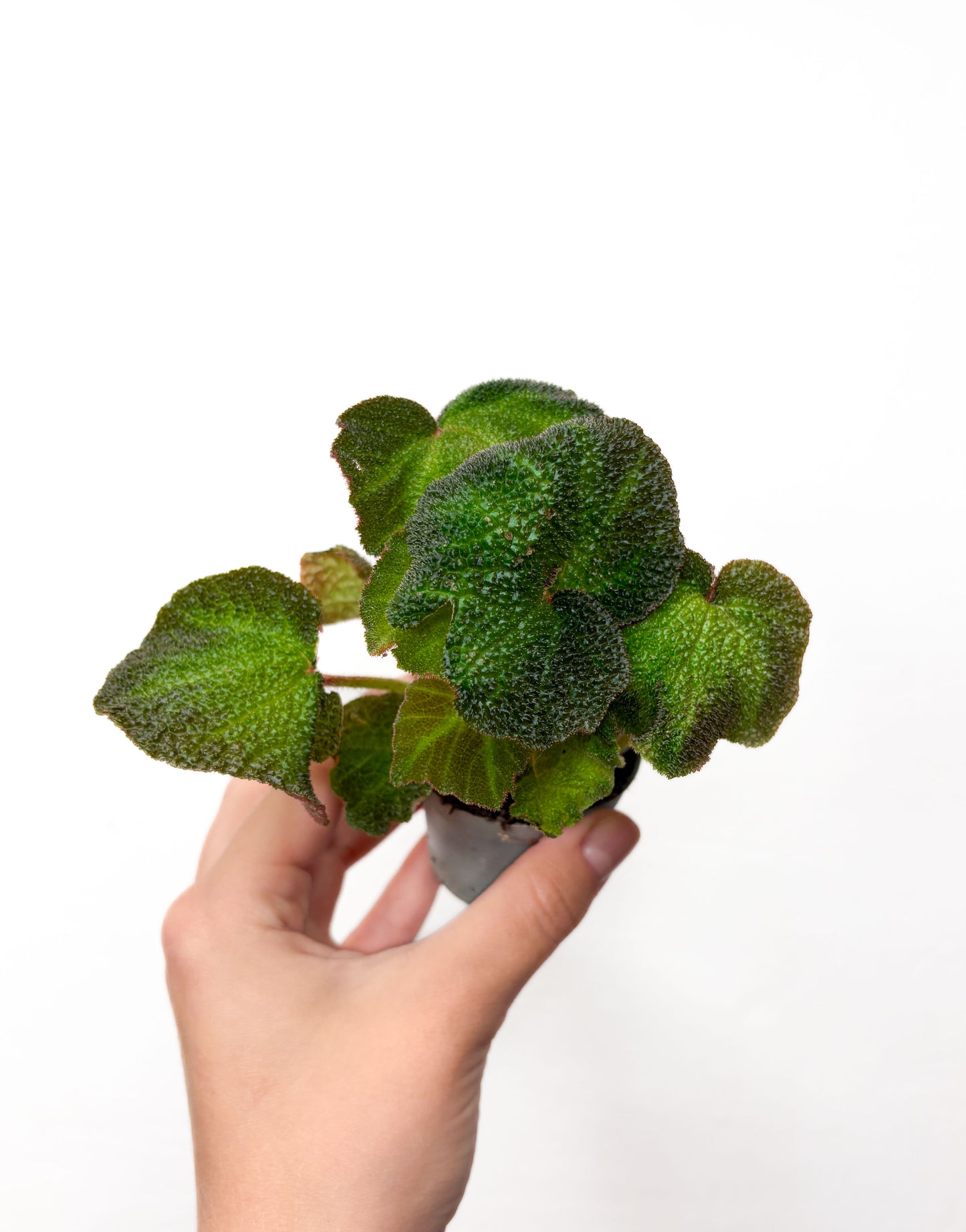 Begonia soli-mutata