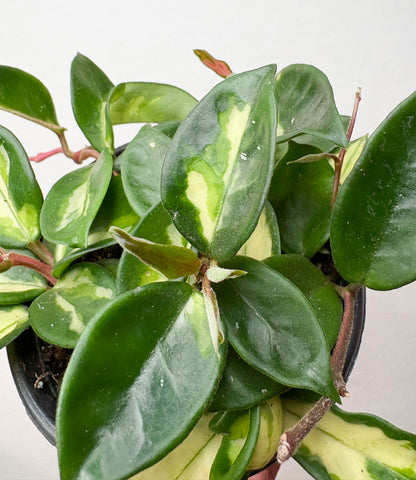 Hoya Carnosa Tricolor