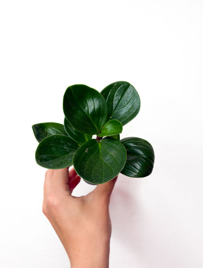 Peperomia obtusifolia