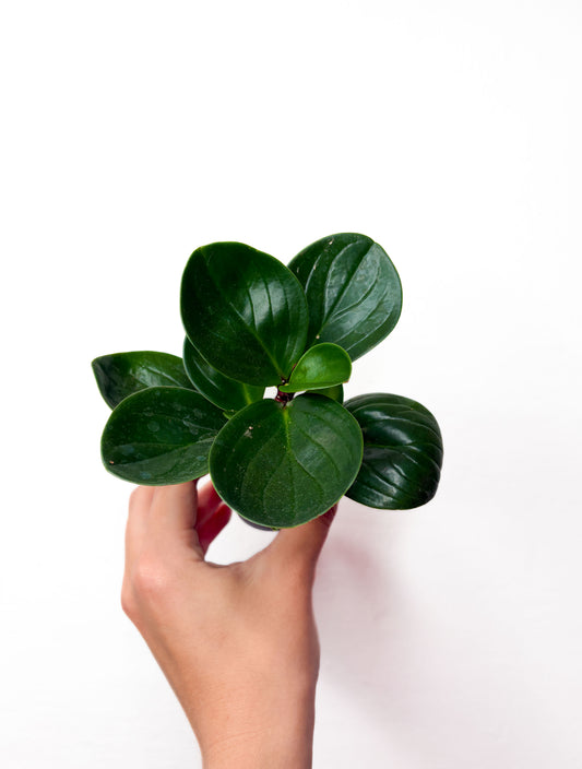 Peperomia obtusifolia