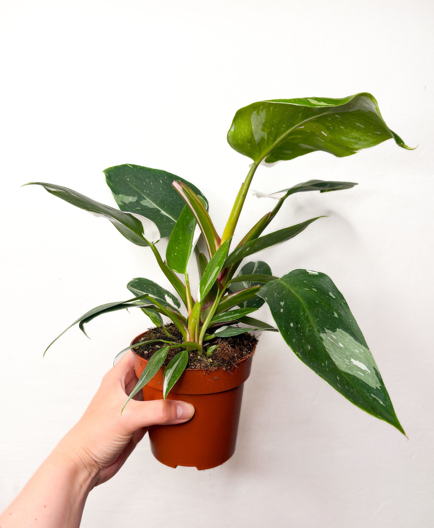 Philodendron ‘White Princess’