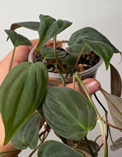 Philodendron Micans