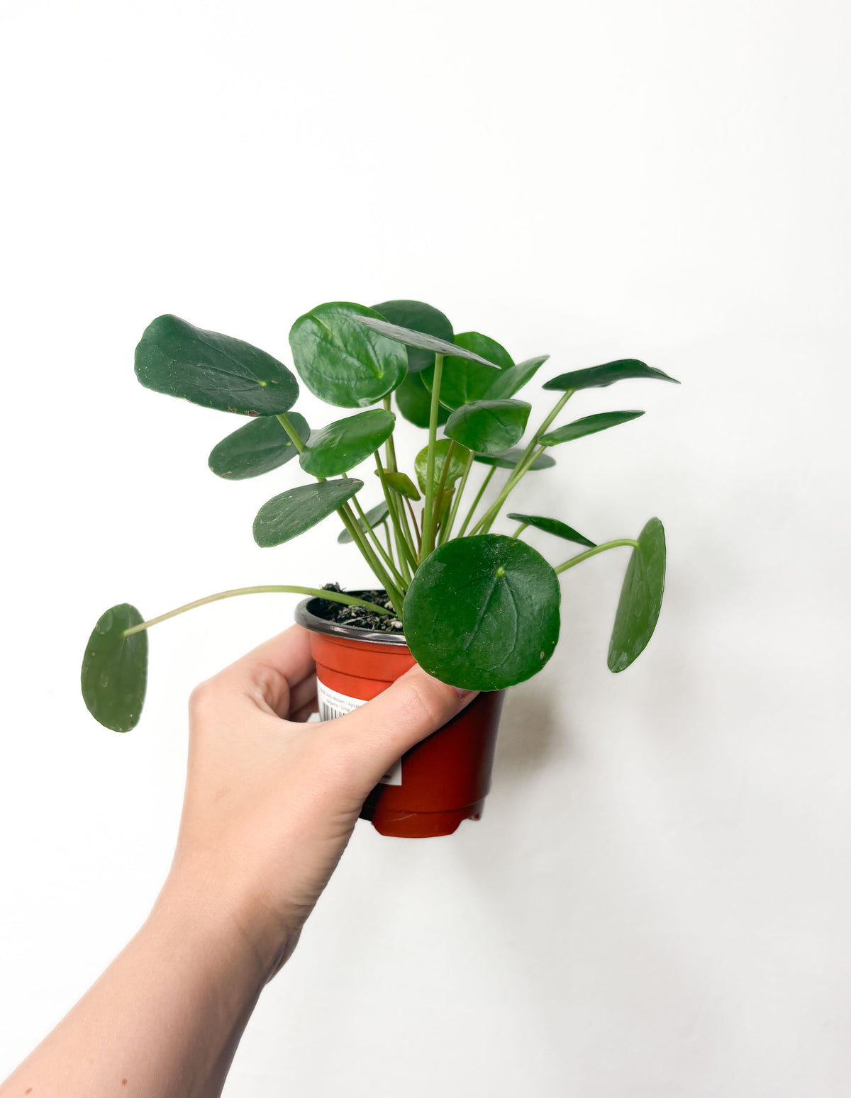 Pilea peperomioides