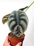 Alocasia Cuprea 'Red Secret'