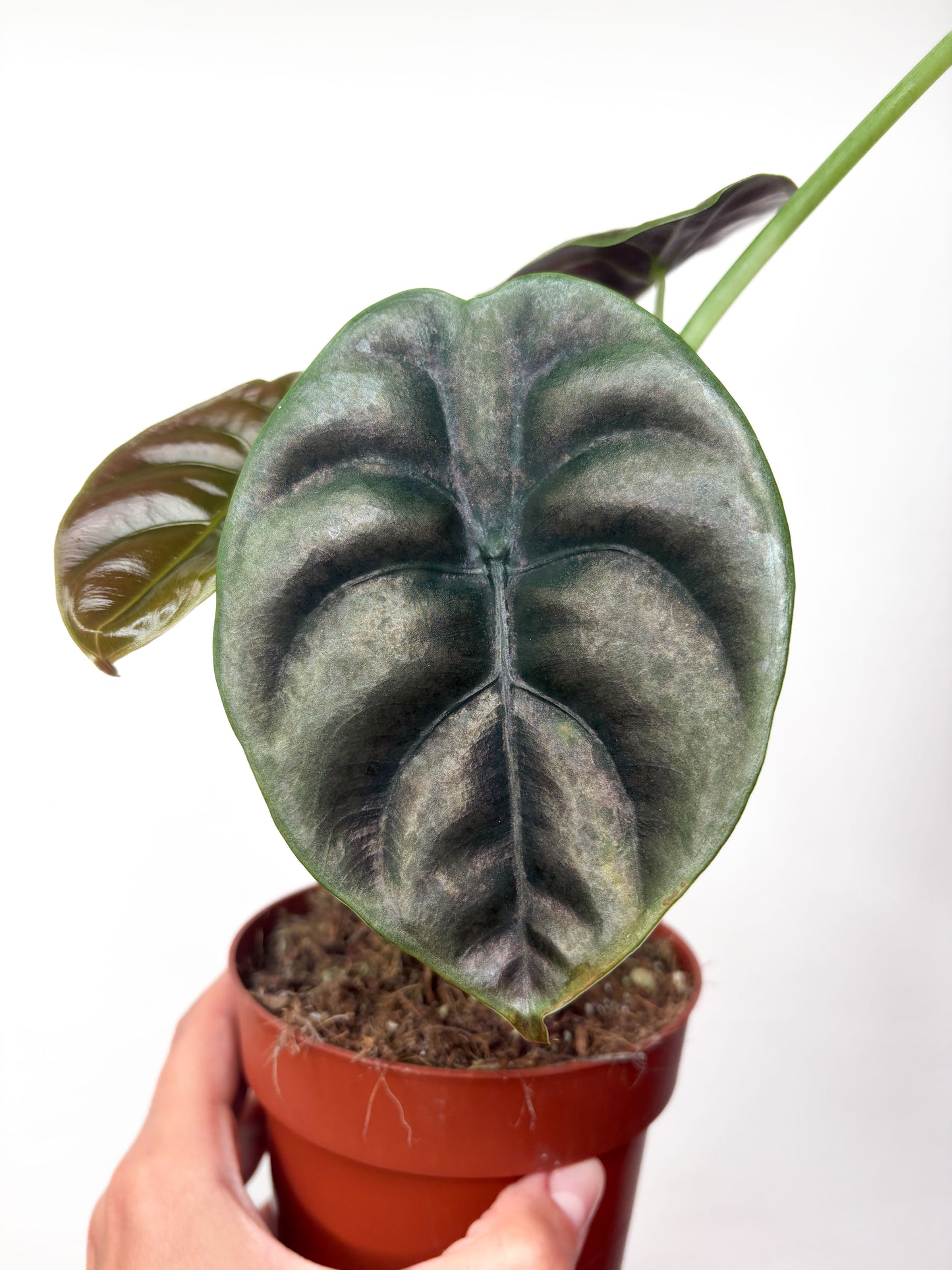 Alocasia Cuprea 'Red Secret'