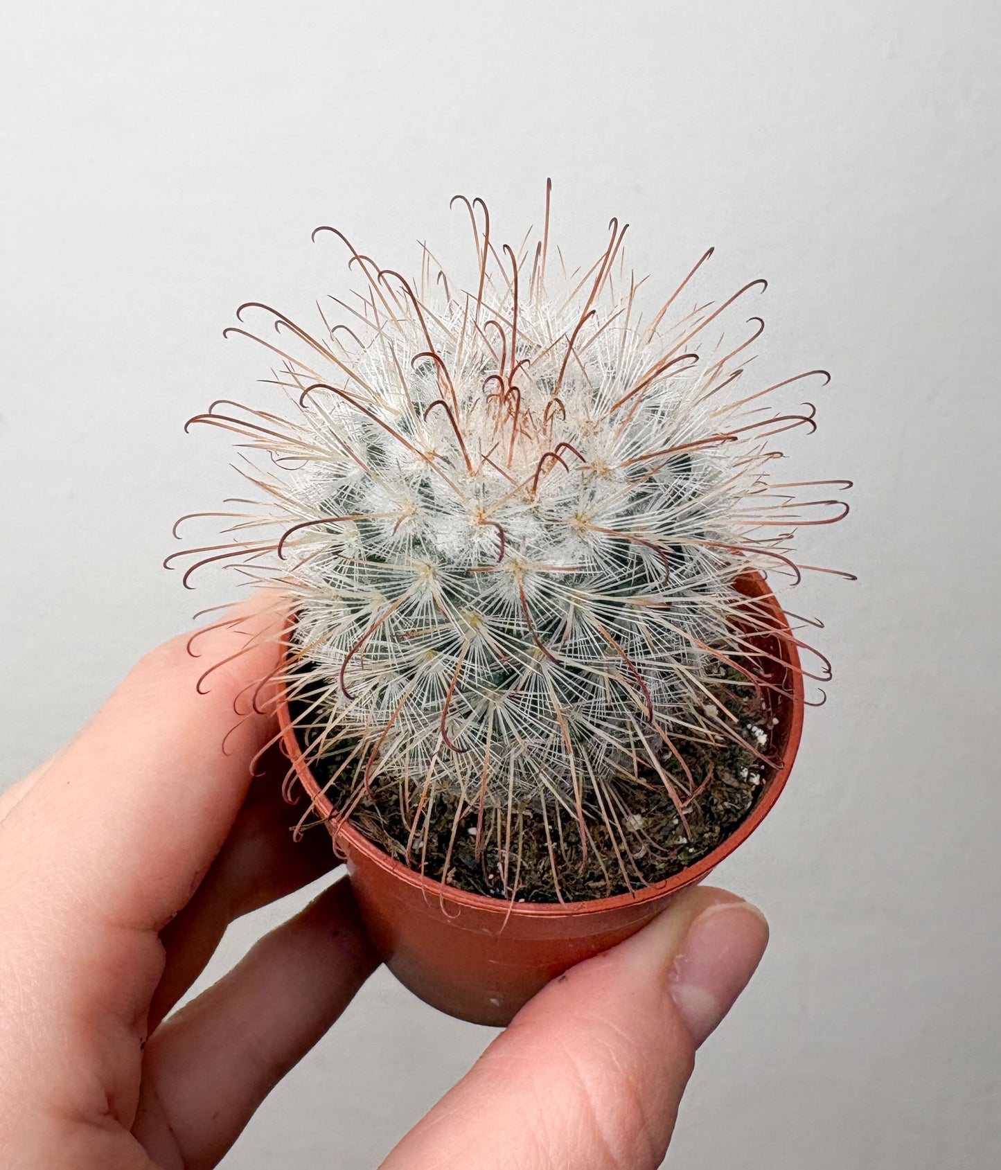 Kaktuss Mammillaria Bombycina