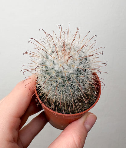 Kaktuss Mammillaria Bombycina
